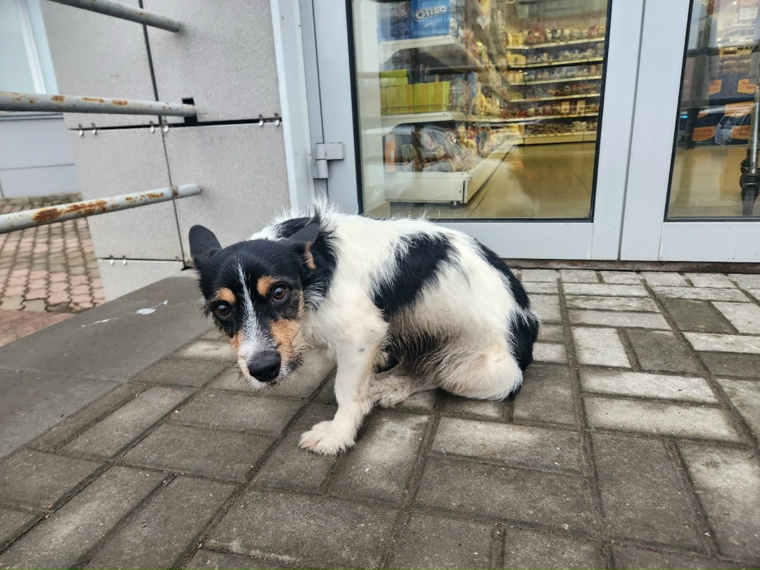 Найдена собака в Кирове — фото объявления