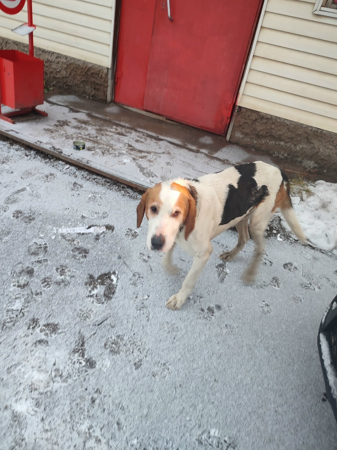 Найдена собака в Кирове — фото объявления