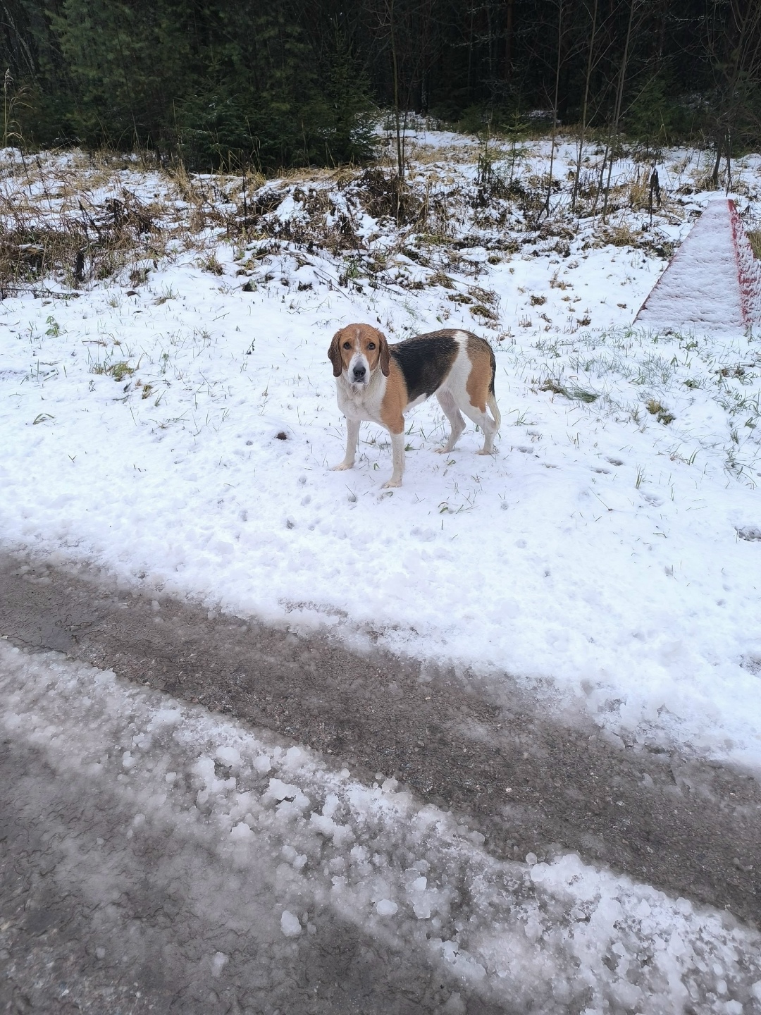 Найдена собака в Кирове — фото объявления