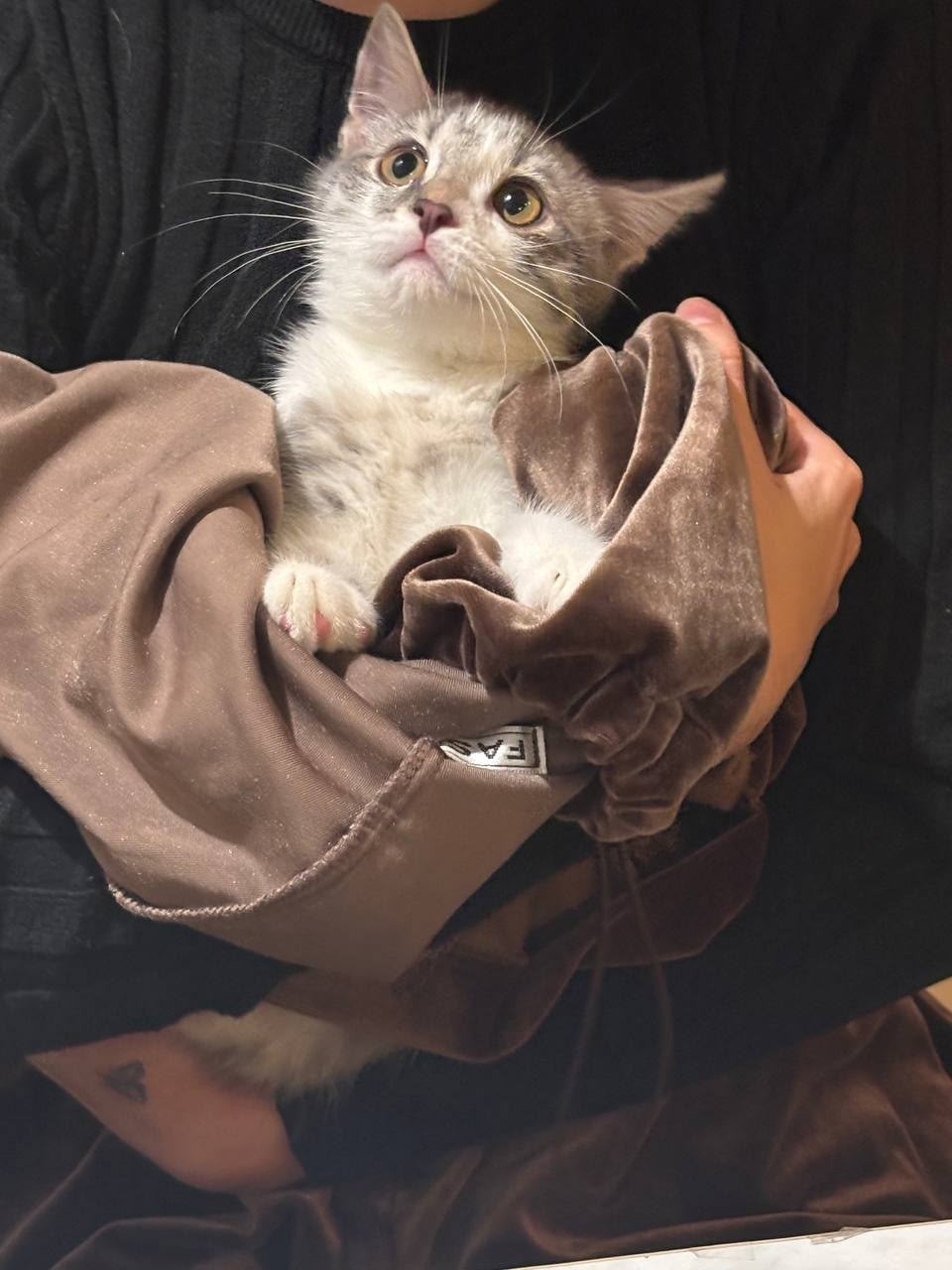 Пропала кошка в Кирове — фото объявления