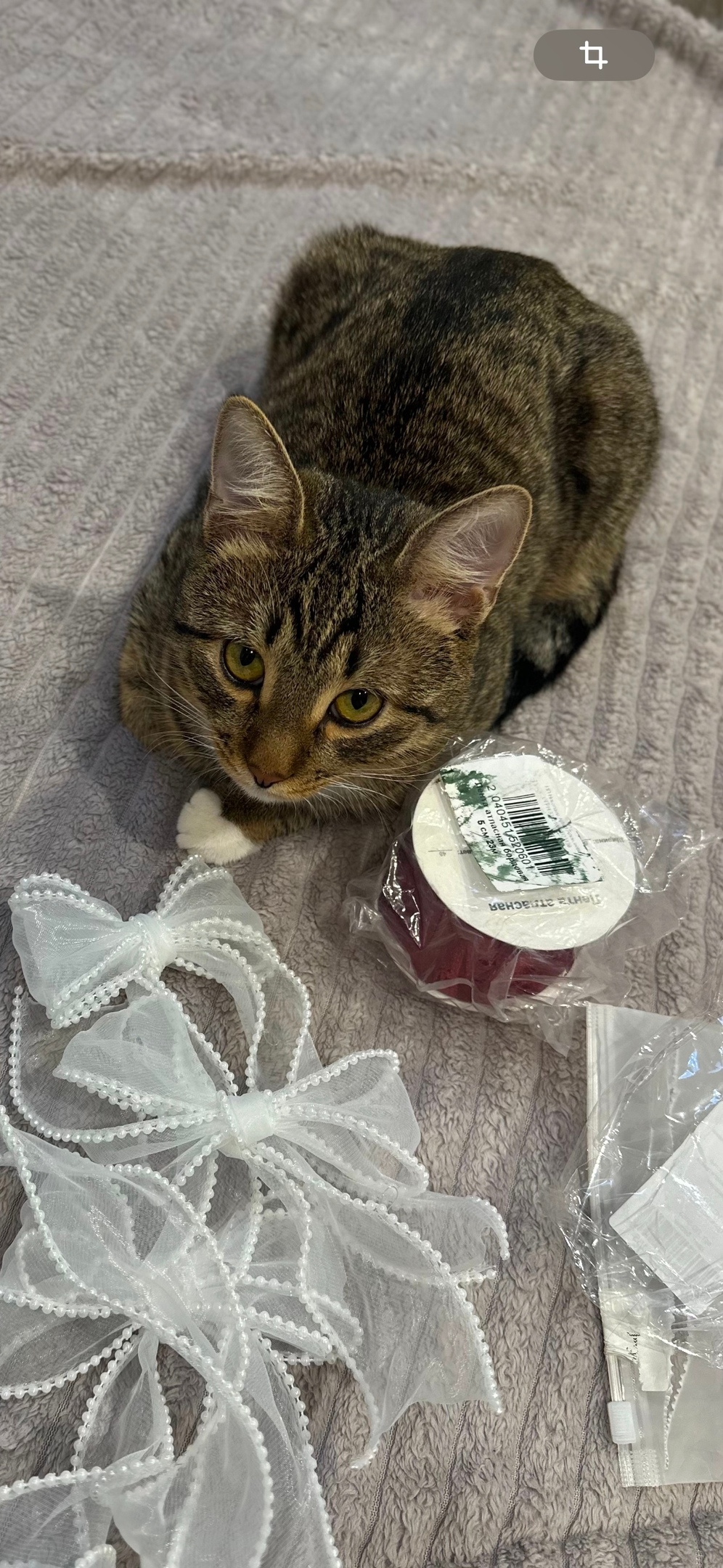 Пропала кошка в Кирове — фото объявления