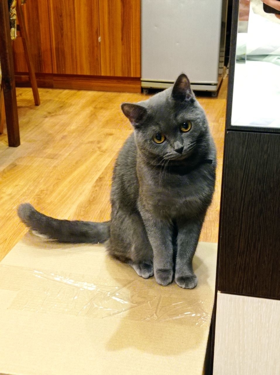 Пропала кошка в Кирове — фото объявления