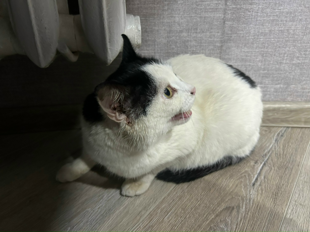 Найдена кошка в Кирове — фото объявления