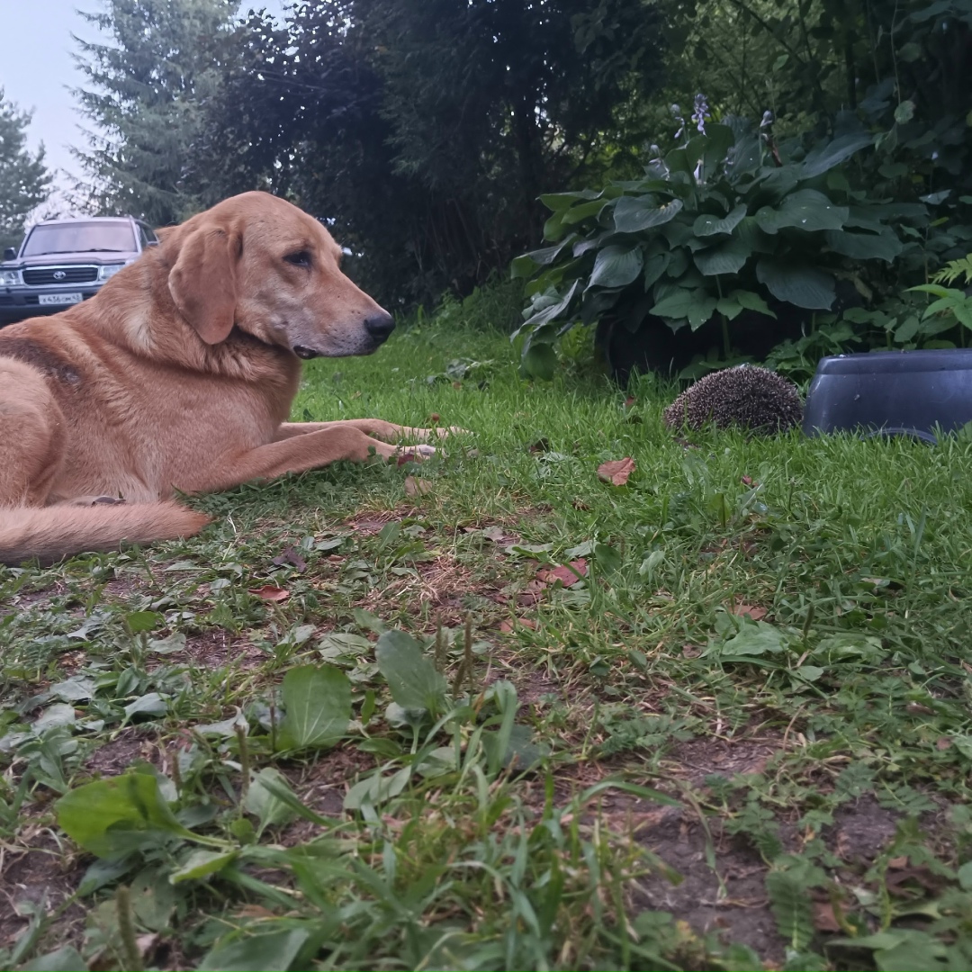 Пропала собака в Кирове — фото объявления