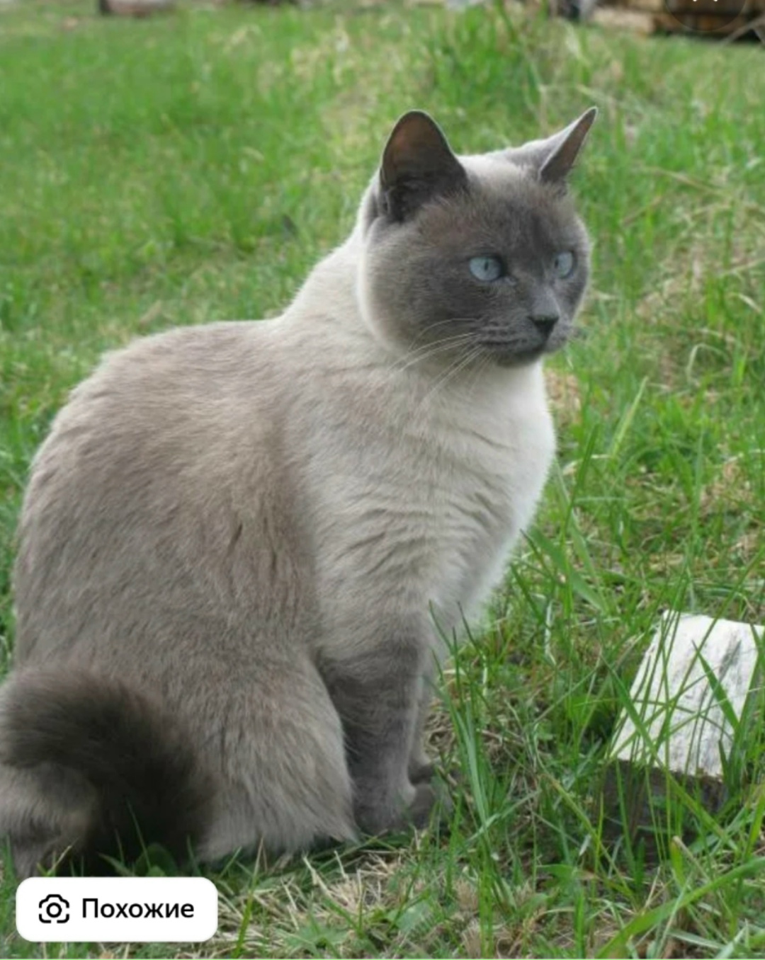 Пропала кошка в Кирове — фото объявления