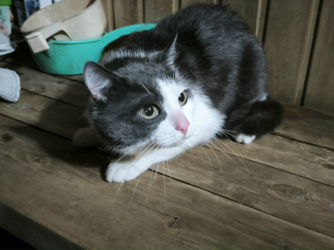 Найдена кошка в Кирове — фото объявления