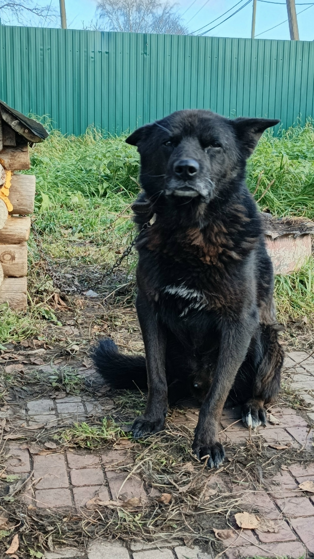 Пропала собака в Кирове — фото объявления