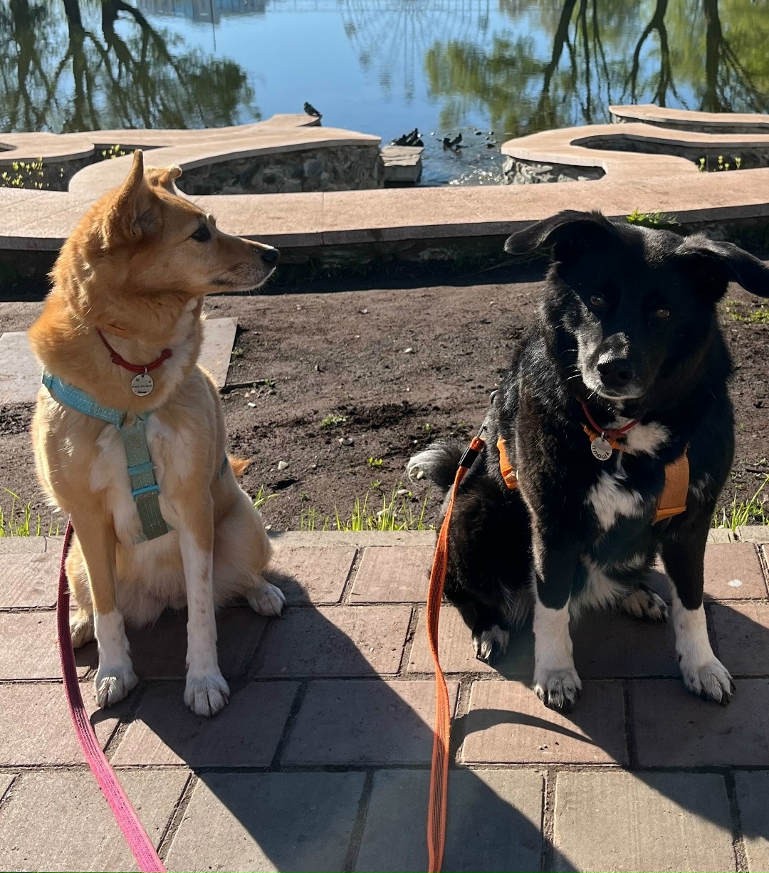 Пропала собака в Кирове — фото объявления