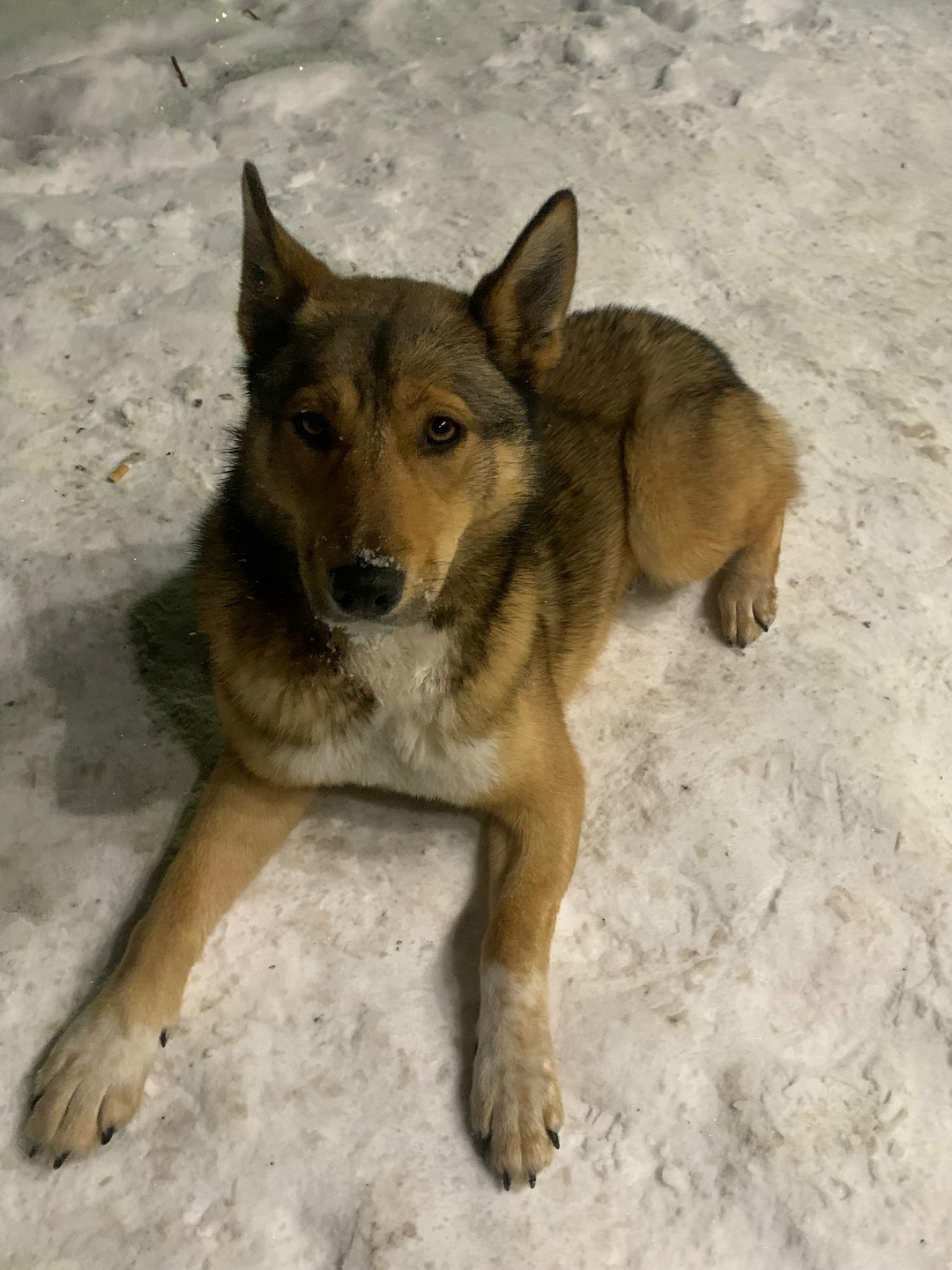 Найдена собака в Кирове — фото объявления