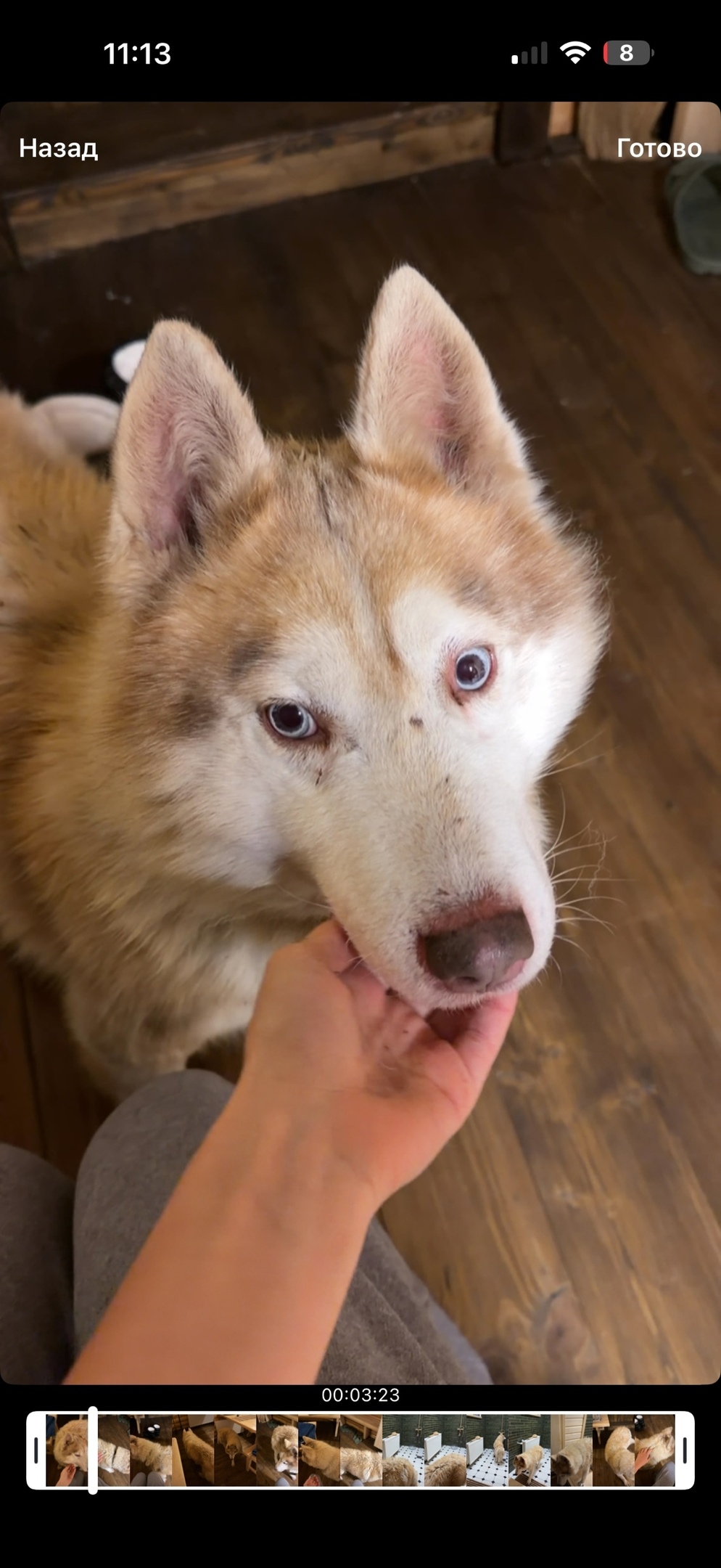 Найдена собака в Кирове — фото объявления