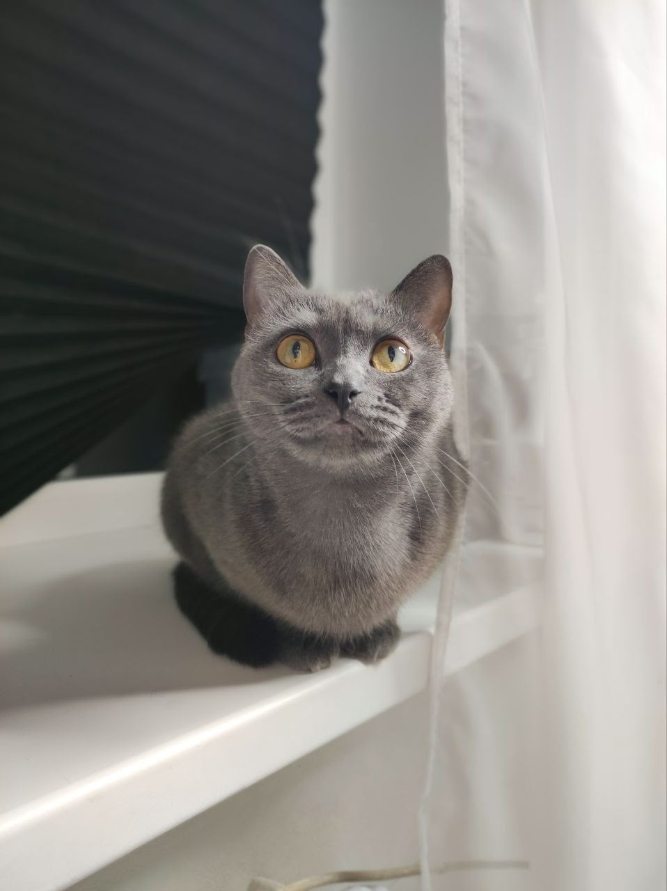 Пропала кошка в Кирове — фото объявления