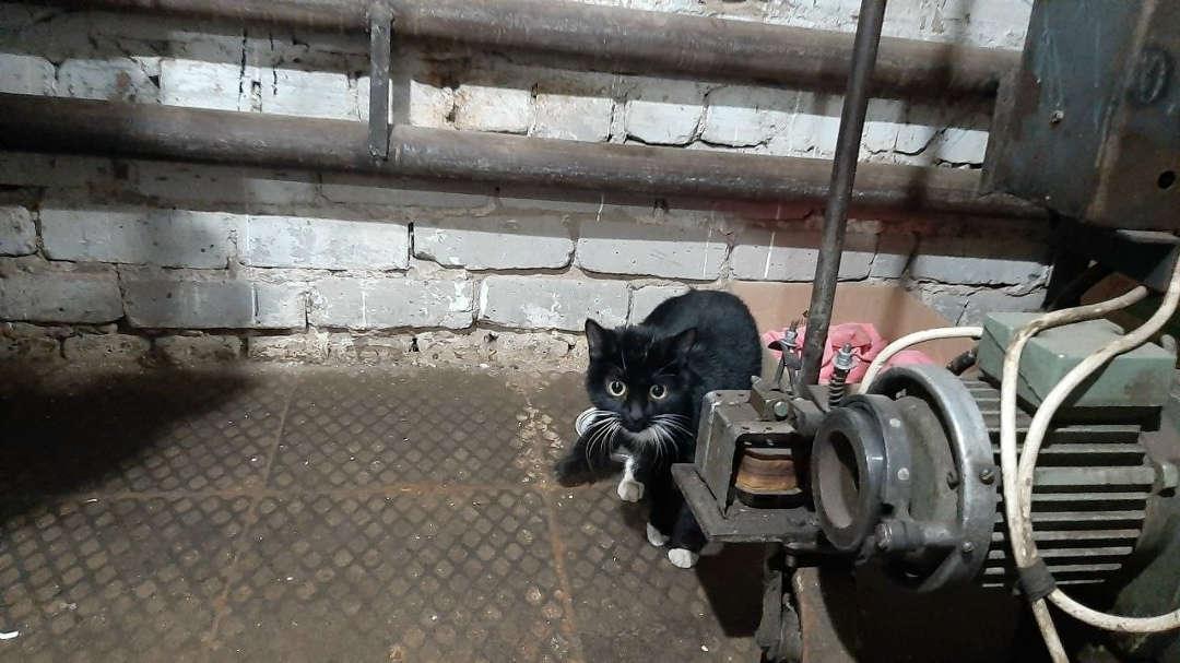 Найдена кошка в Кирове — фото объявления