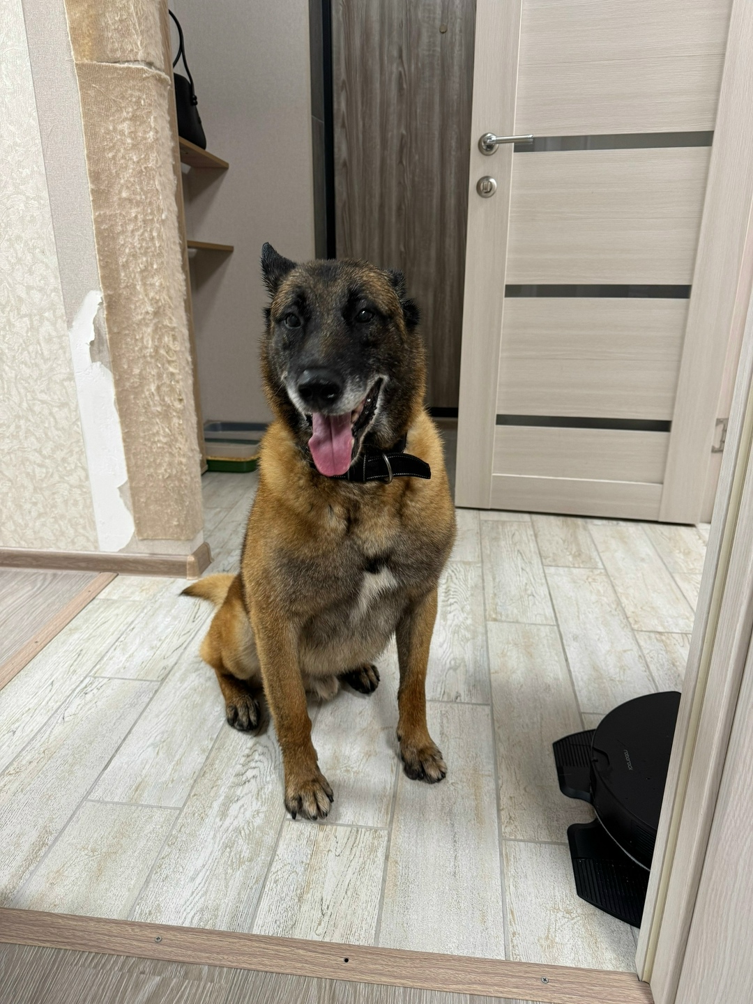 Пропала собака в Кирове — фото объявления