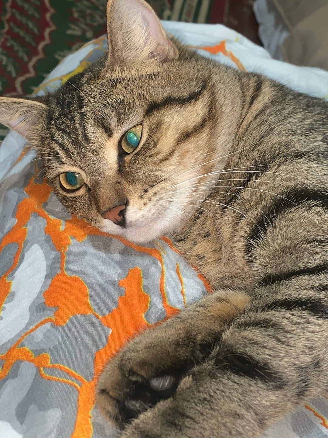 Найдена собака в Кирове — фото объявления