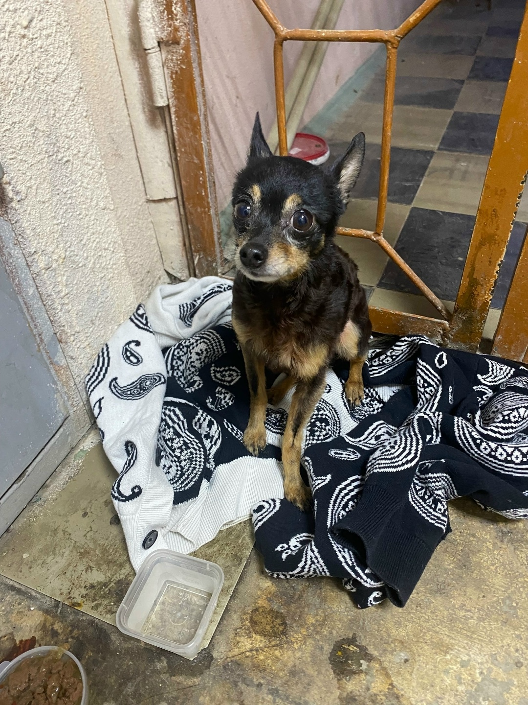 Найдена собака в Туле — фото объявления