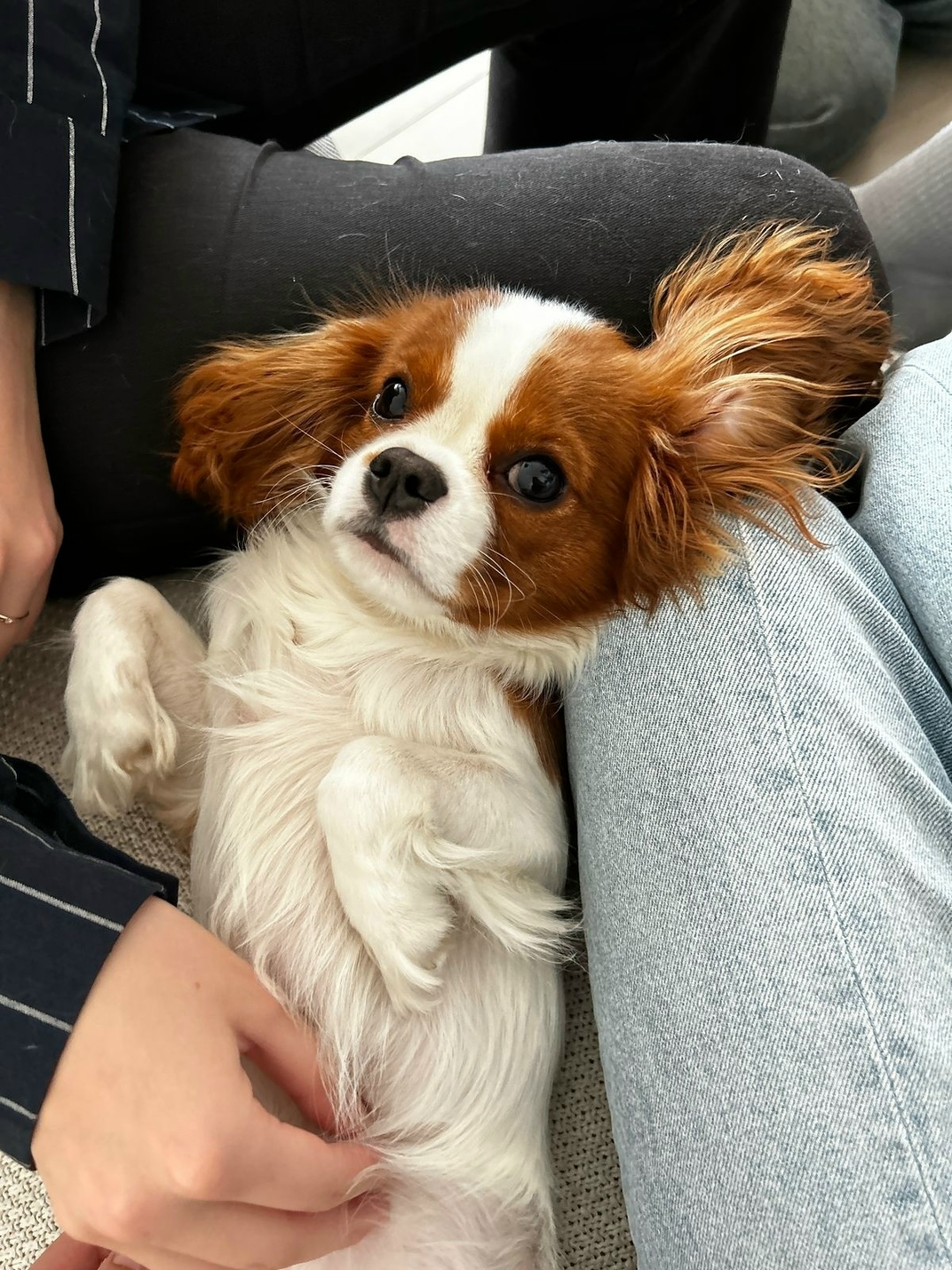 Найдена собака в Туле — фото объявления