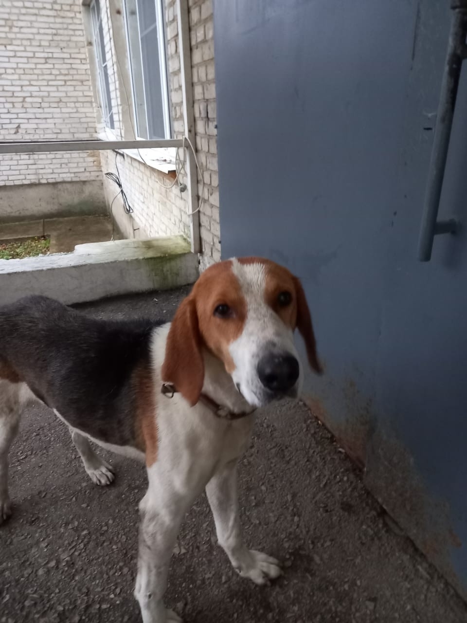 Найдена собака в Туле — фото объявления