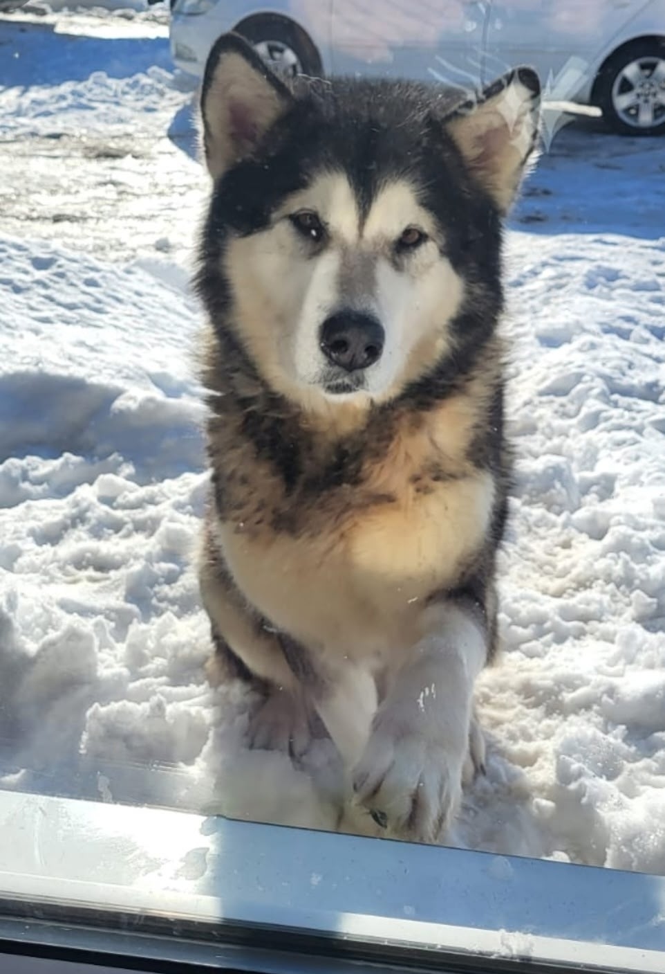 Пропала собака в Туле — фото объявления