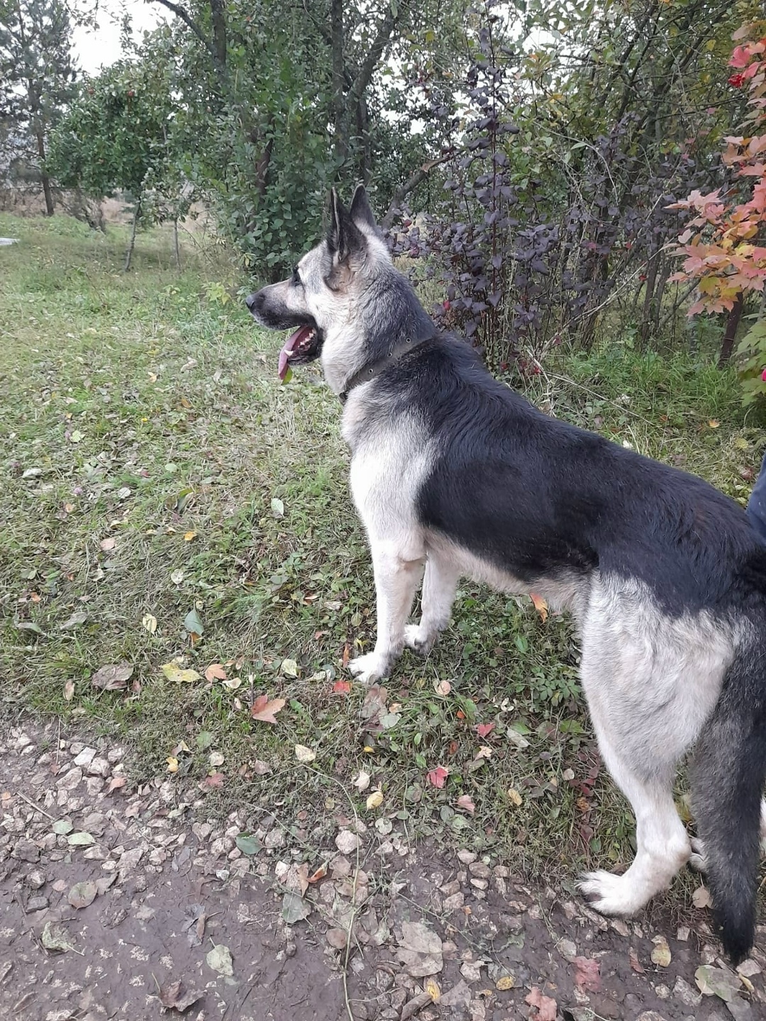 Пропала собака в Туле — фото объявления