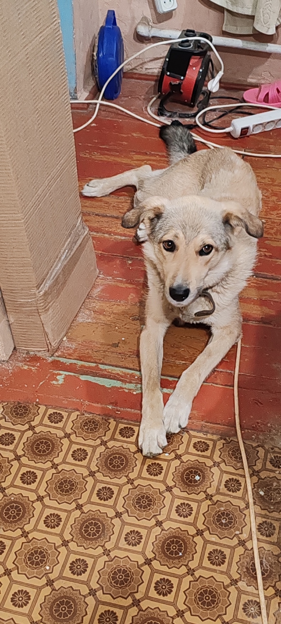 Пропала собака в Туле — фото объявления