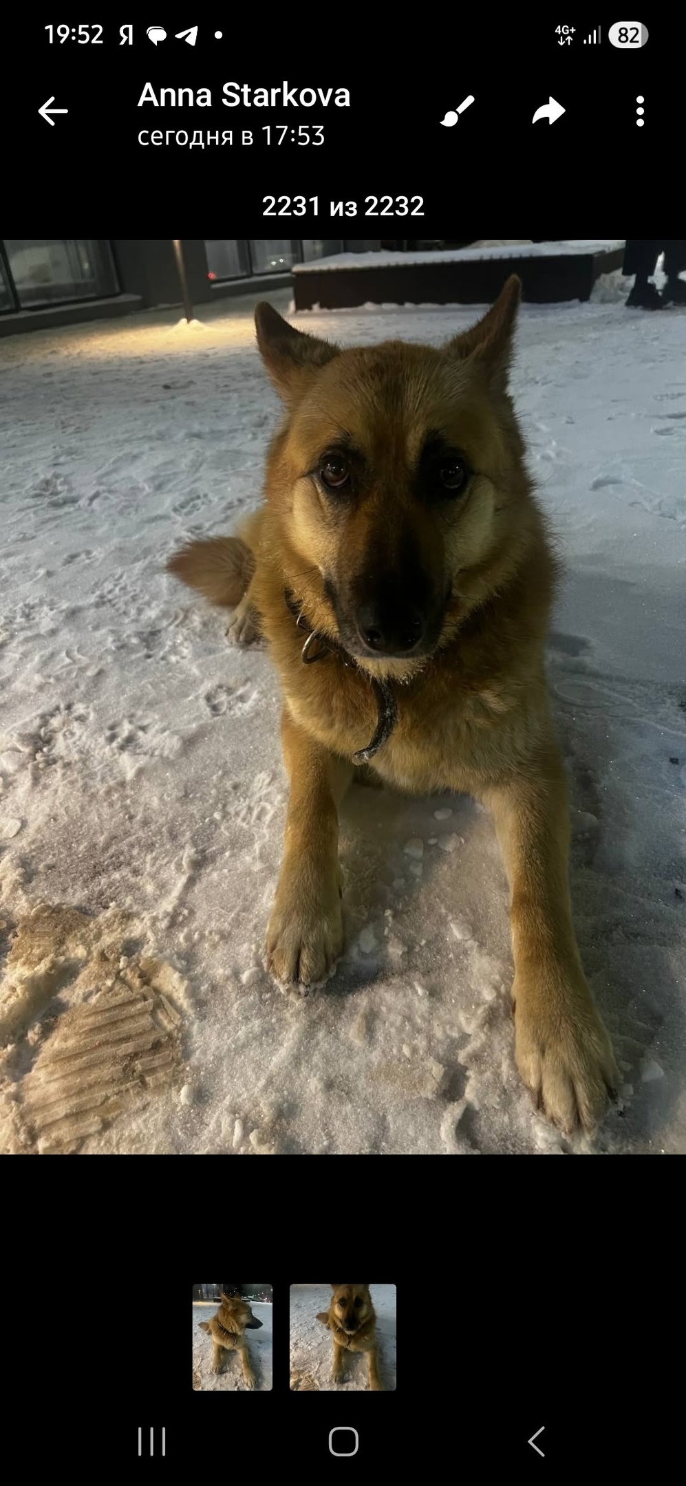 Пропала собака в Туле — фото объявления