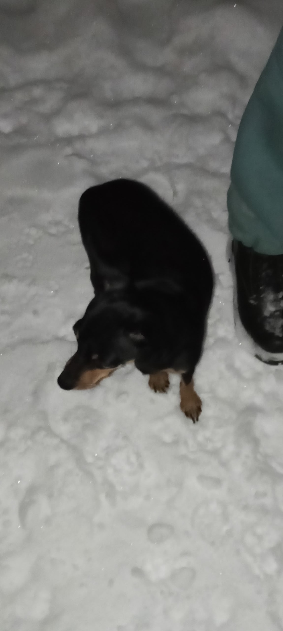 Найдена собака в Туле — фото объявления