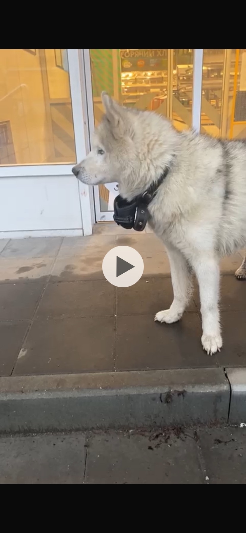 Найдена собака в Туле — фото объявления