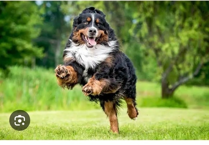 Пропала собака в Туле — фото объявления