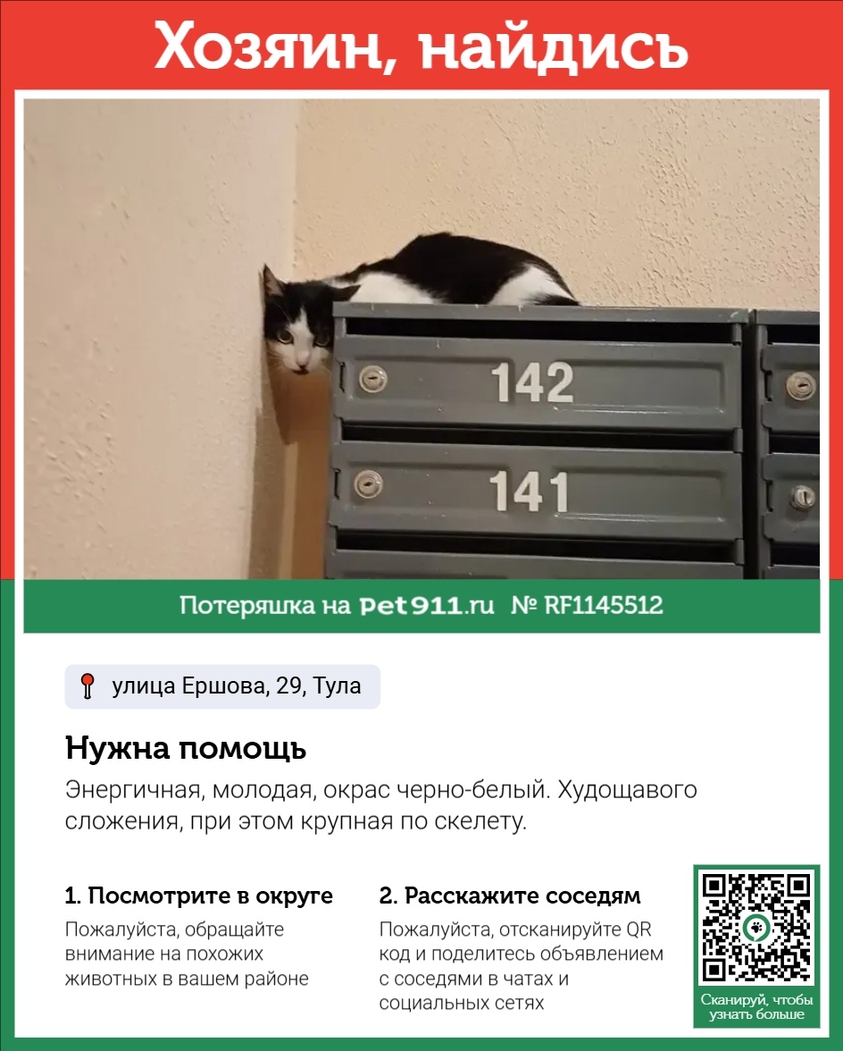 Найдена кошка в Туле — фото объявления