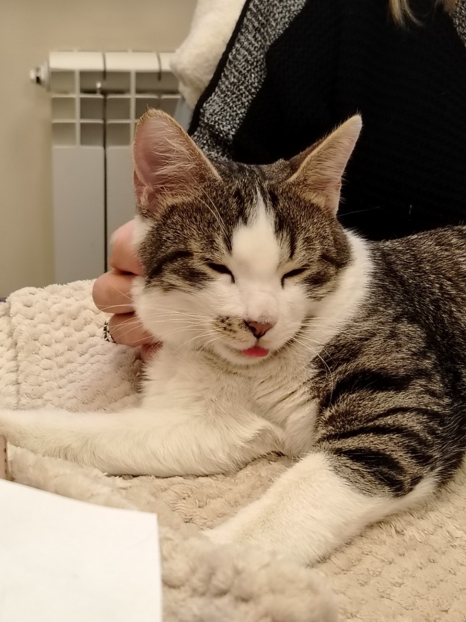 Пропала кошка в Туле — фото объявления