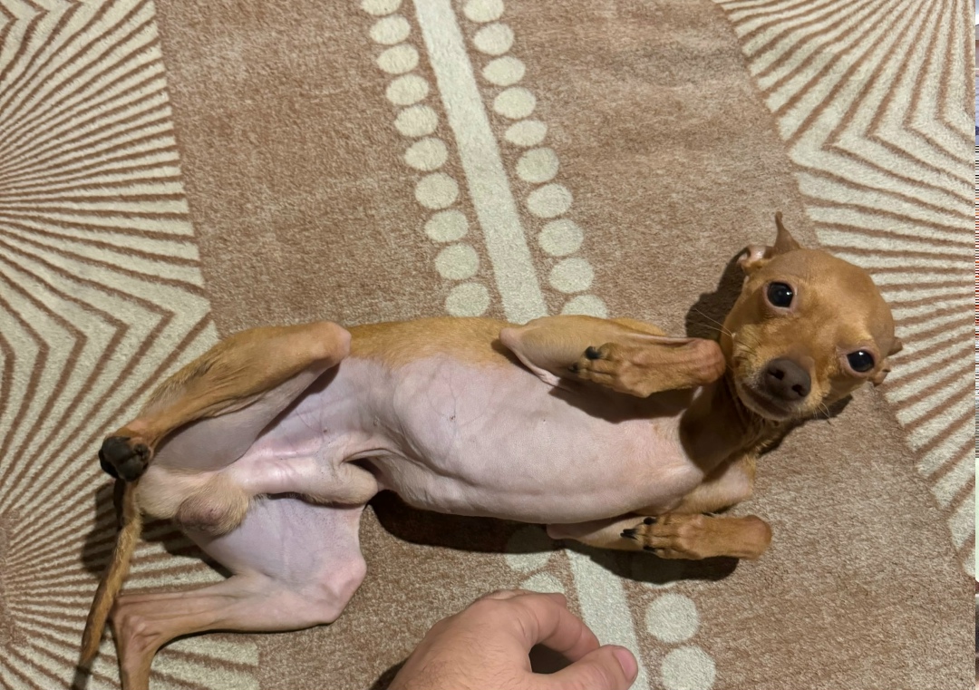 Найдена собака в Туле — фото объявления