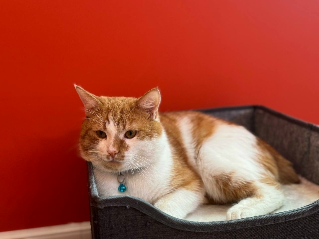 Пропала кошка в Туле — фото объявления