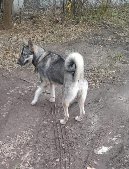 Найдена собака в Туле — фото объявления