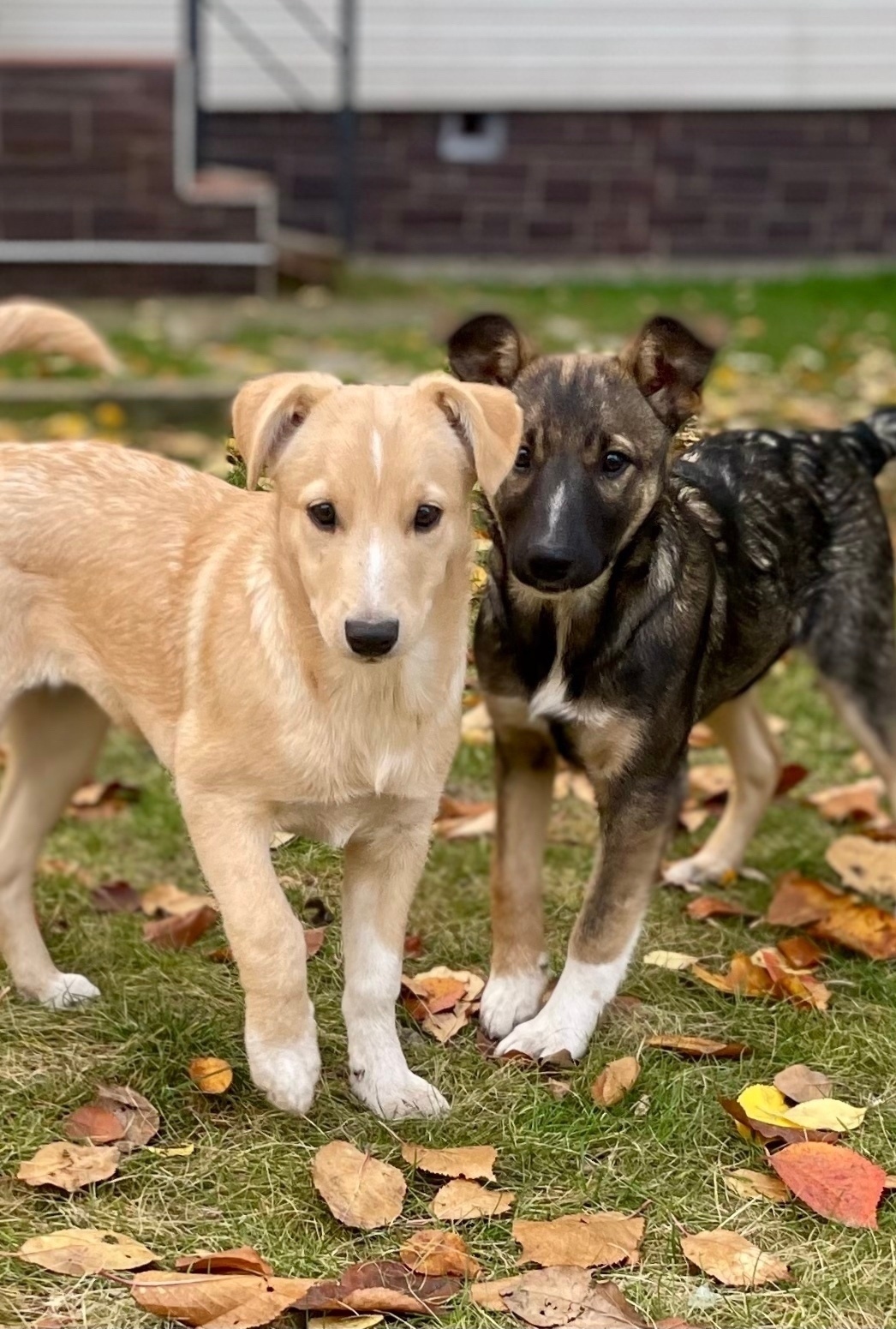Найдена собака в Туле — фото объявления