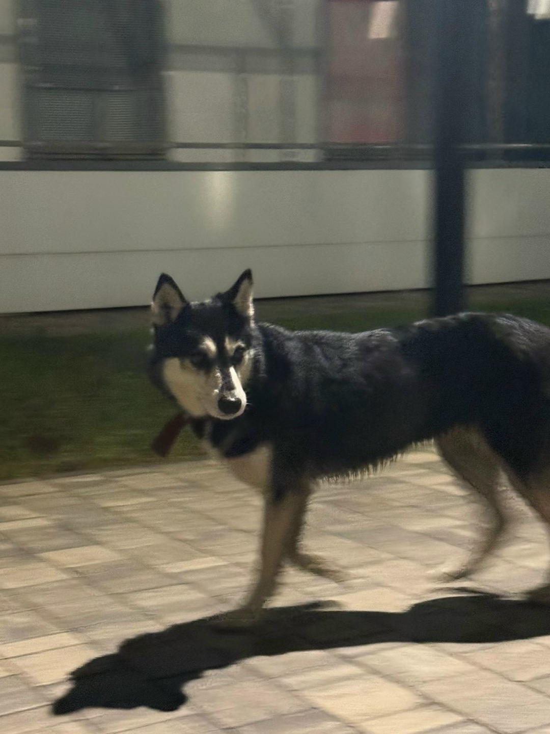 Пропала собака в Туле — фото объявления