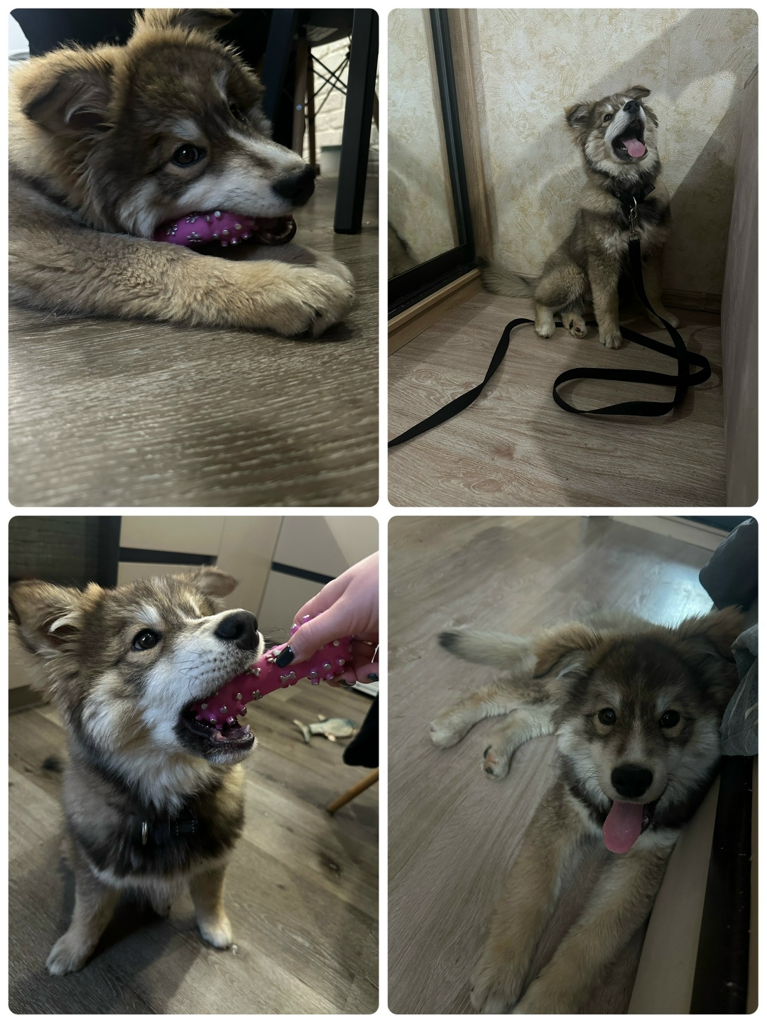 Найдена собака в Туле — фото объявления