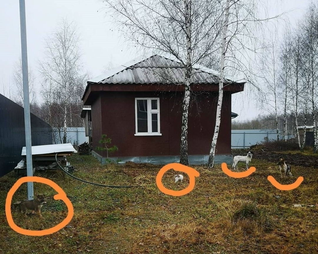 Найдена собака в Туле — фото объявления