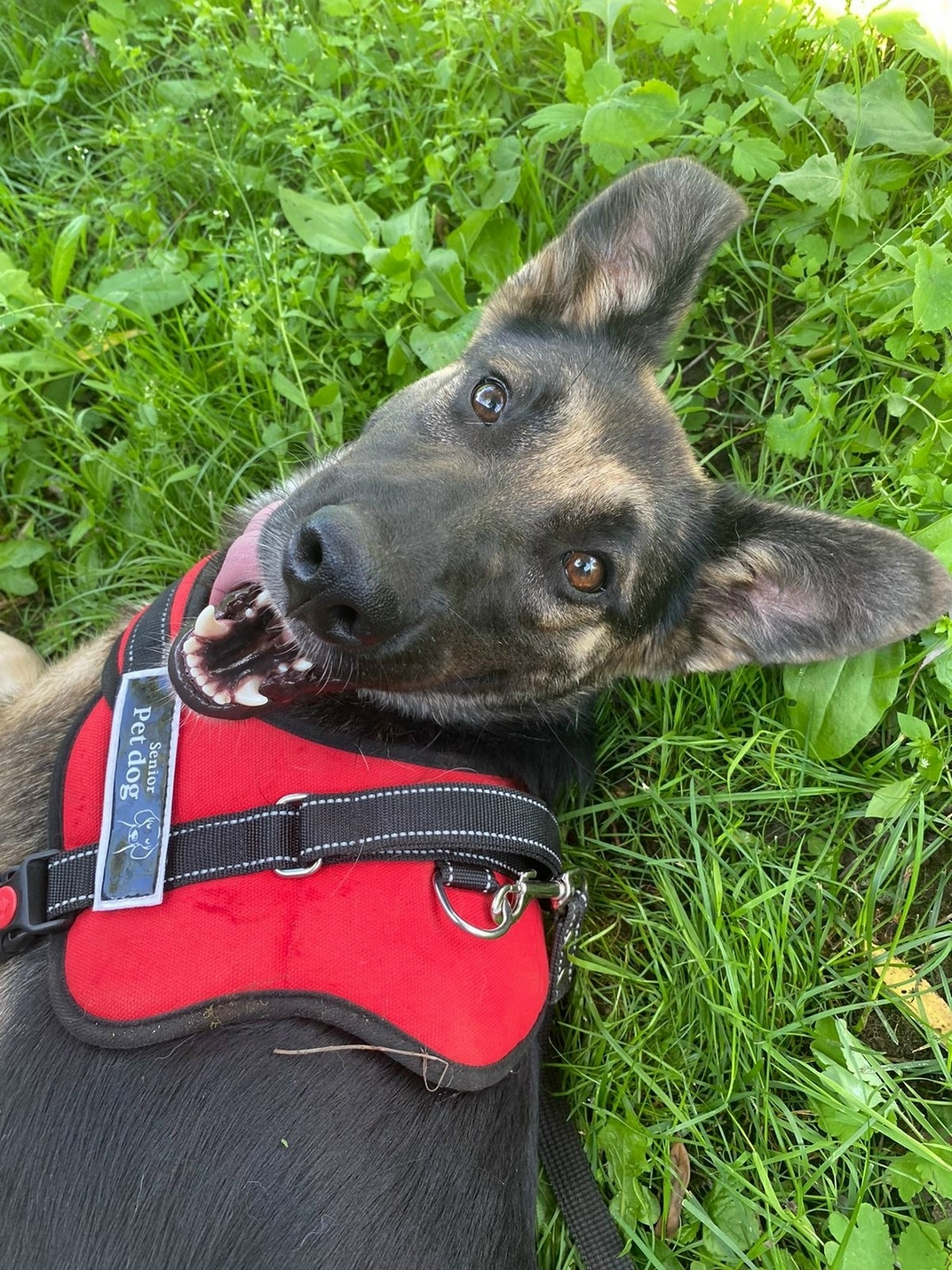 Найдена собака в Туле — фото объявления