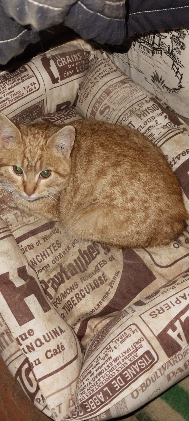 Найдена кошка в Туле — фото объявления