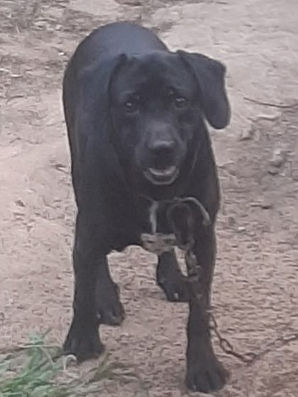 Пропала собака в Астрахани — фото объявления