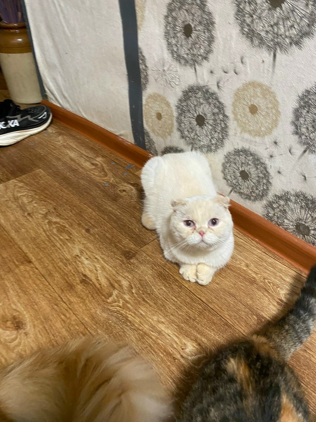 Найдена собака в Астрахани — фото объявления