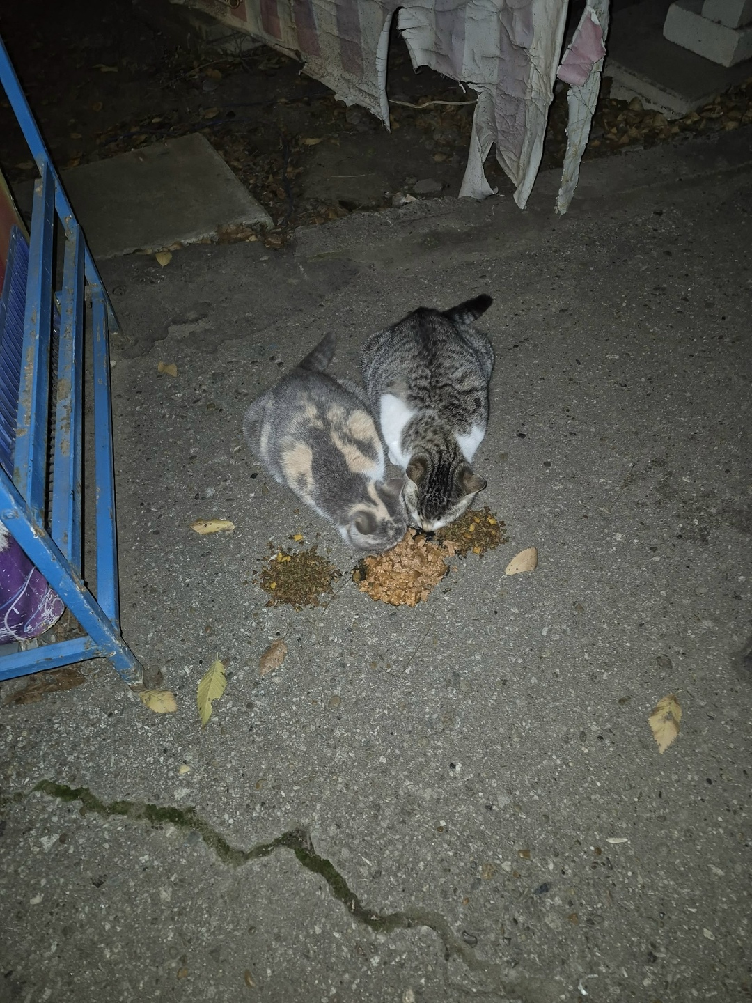 Пропала кошка в Астрахани — фото объявления