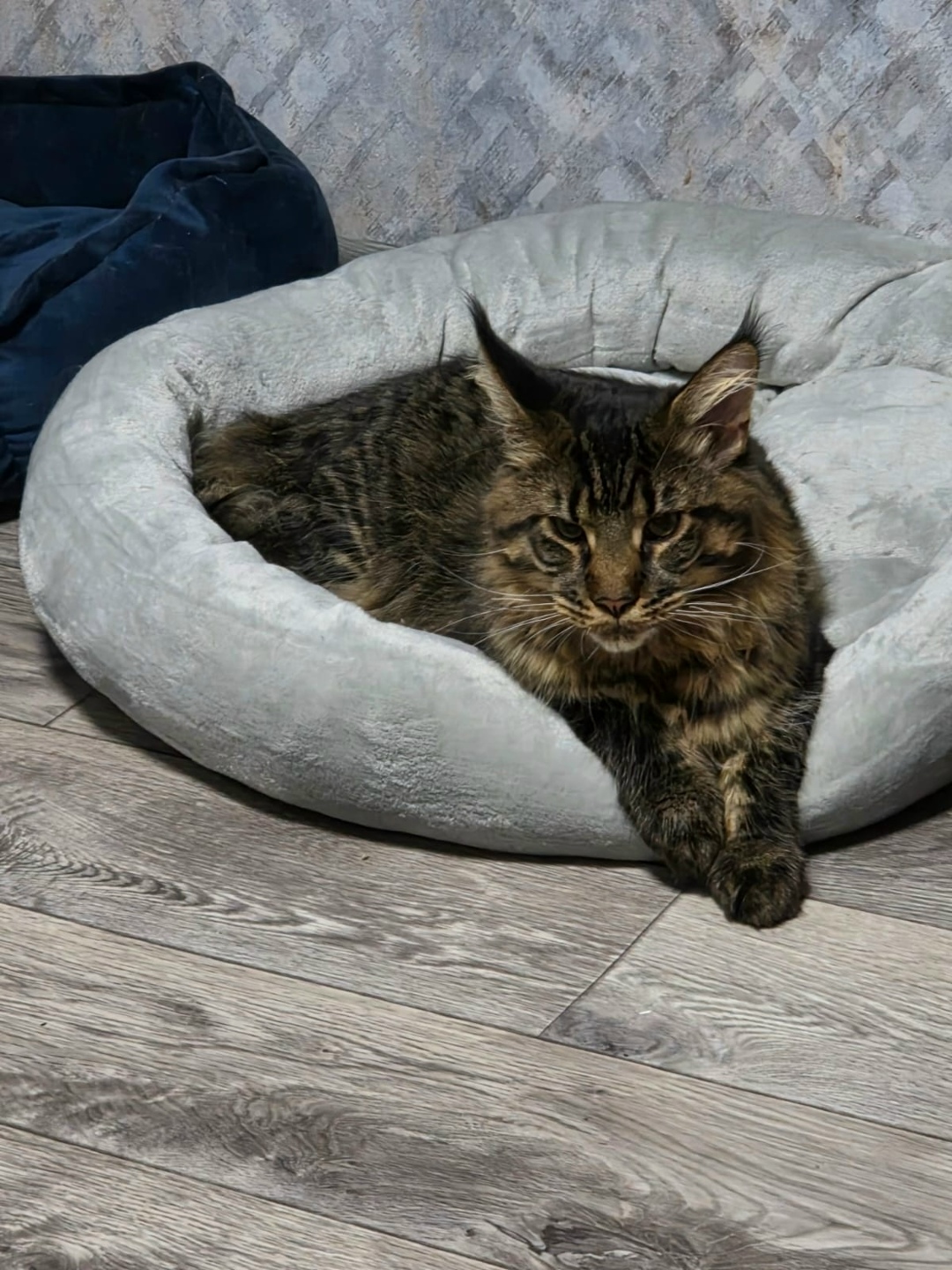 Пропала кошка в Астрахани — фото объявления