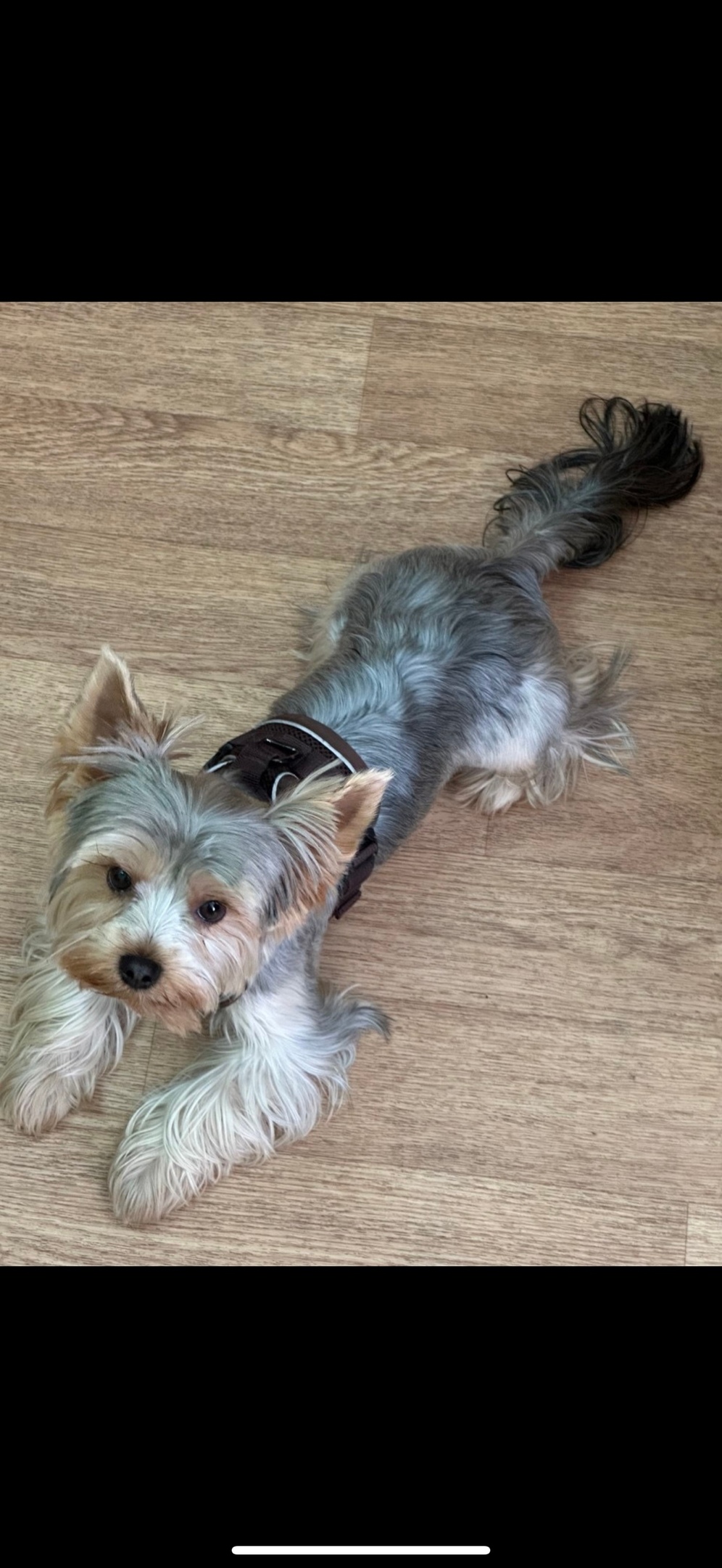 Пропала собака в Астрахани — фото объявления