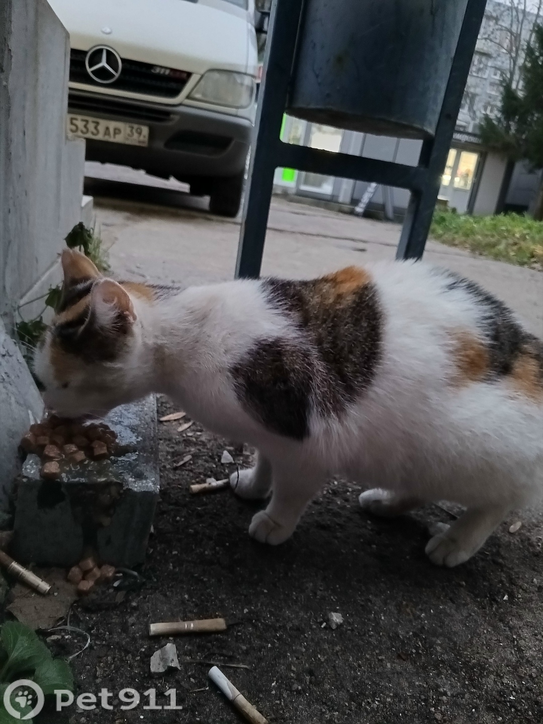 Найдена кошка в Калининграде — фото объявления