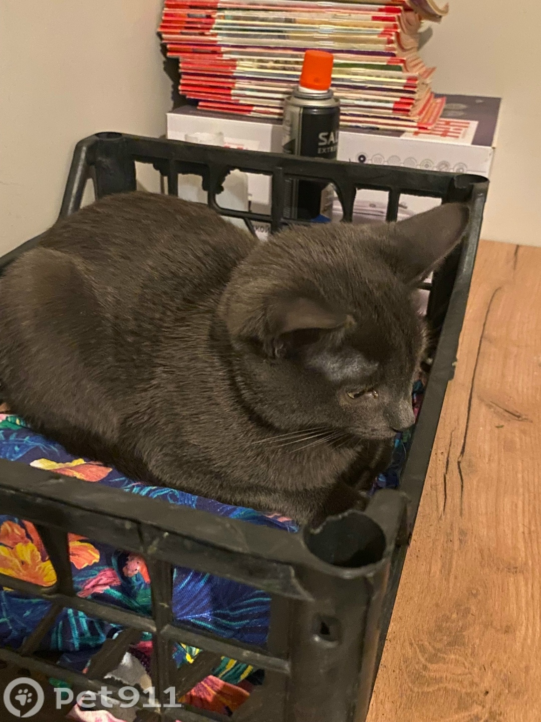 Найдена кошка в Калининграде — фото объявления