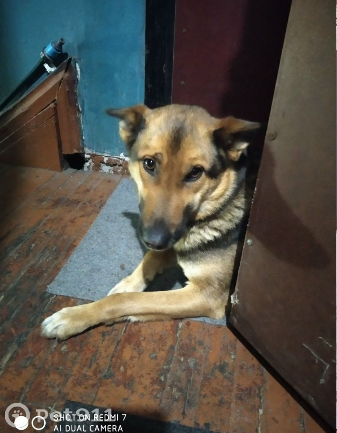 Пропала собака в Калининграде — фото объявления