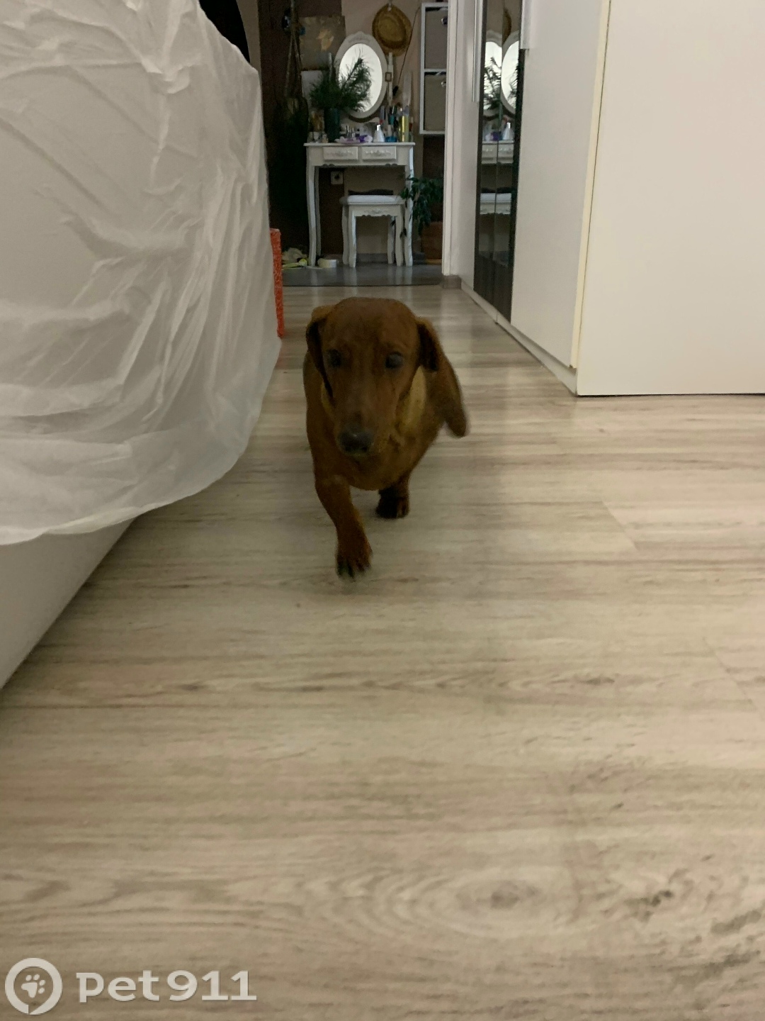 Найдена собака в Калининграде — фото объявления