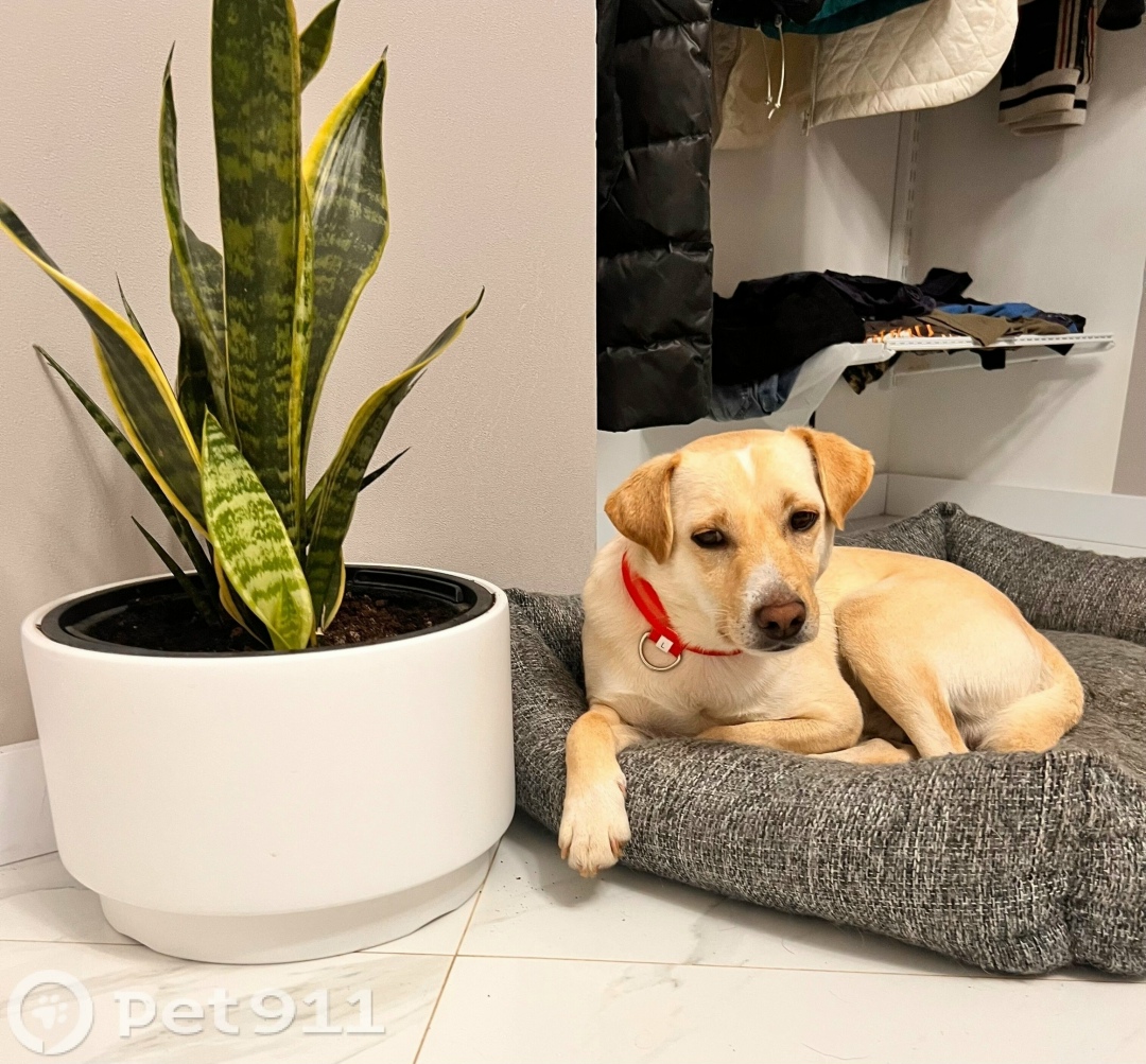 Найдена собака в Калининграде — фото объявления