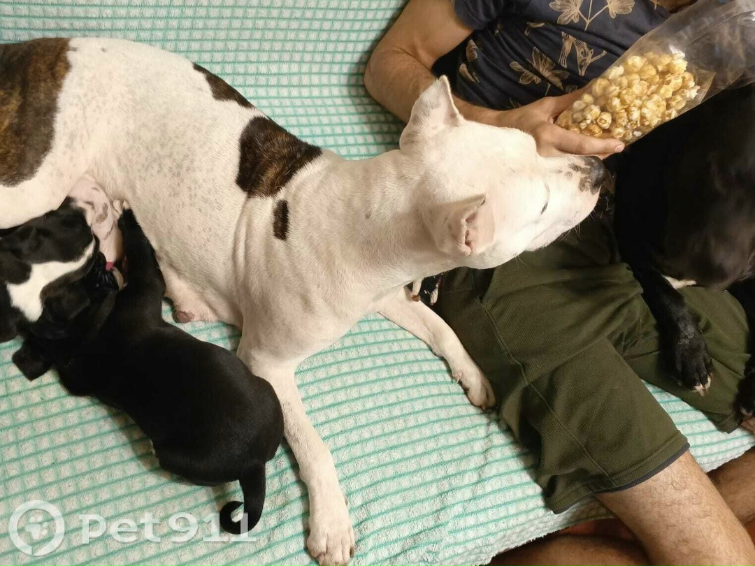 Пропала собака в Калининграде — фото объявления